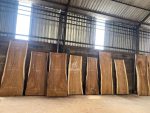 Suar Wood Slabs: Natural Beauty for Tables & More